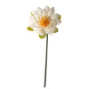 Kwiat lilia wodna 75 Fiore