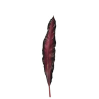 Liść 75 dark red Fiore