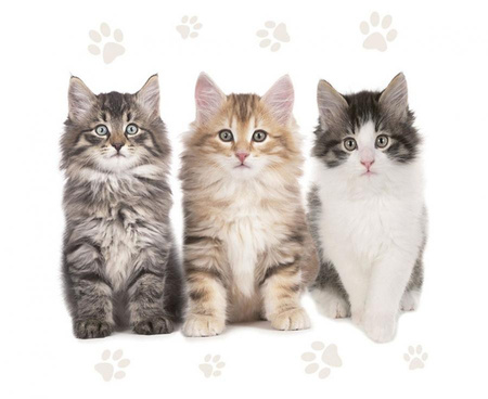 #ZSE Serwetki papierowe The Beautiful Cats, 33 x 33 cm,  20 szt.
