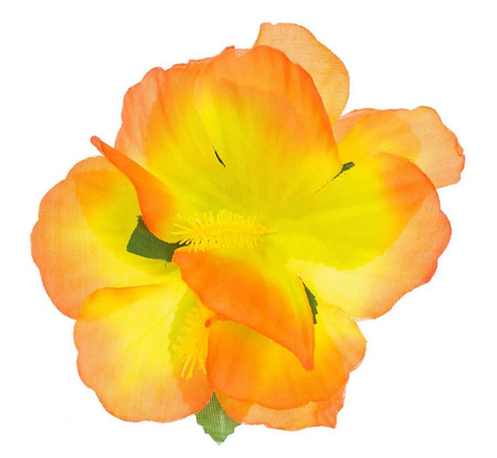 #STAI Spinka hawajska, duża, pomarańczowa