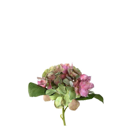 Kwiat Hortensia 18 różowy Poesia