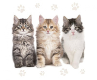 #ZSE Serwetki papierowe The Beautiful Cats, 33 x 33 cm, 20 szt.