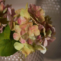 Kwiat Hortensia 18 różowy Poesia