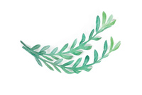 Dekoracja waflowa GAŁĄZKA OLIWNA 4 szt. Rose Decor